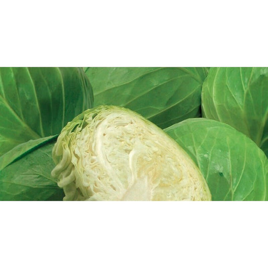Cabbage - Green Half