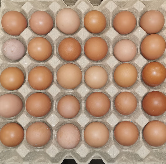 Free Range Eggs 30pk tray