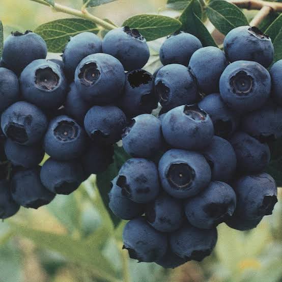 Blueberries-125g