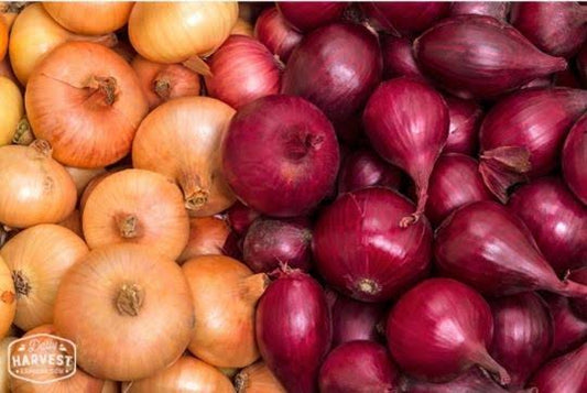 Onions-Red Peeled 500g