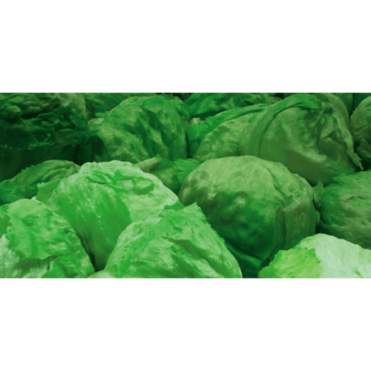 Lettuce-Iceberg