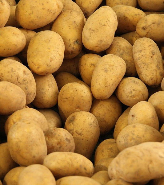 Potatoes - Brushed Agria  10kg